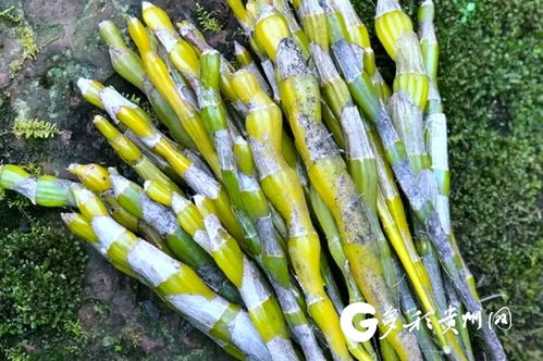 赤水金钗石斛荣获贵州首个初级农产品“气候好产品”称号