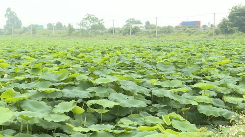 江门700亩藕塘喜现丰收美景，碧海连天映衬初级农产品硕果