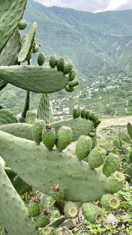 宗庆后亲赴甘孜助力乡村振兴，推动初级农产品发展